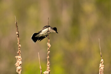 An Eastern Kingbird perched on the side of a catail in wetlands