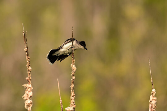 An Eastern Kingbird perched on the side of a catail in wetlands