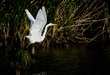 Naklejka premium 飛び立つ白鷺