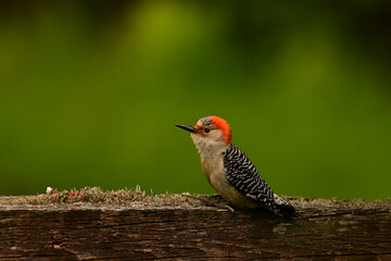 A female Red Bellied Woodpecker sits perched on a moss covered board 