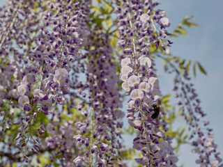 鮮やかに咲く藤の花