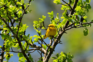 Cute Yellow warbler bird sits perched in a bush looking around