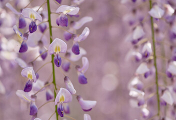 鮮やかに咲く藤の花