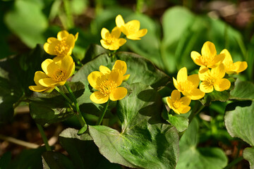 Bright yellow Marsh Marigold flowers growing in a wet woodlot