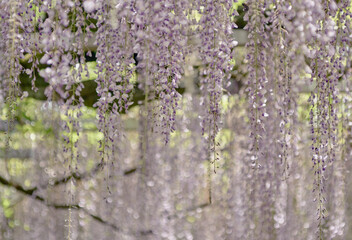 鮮やかに咲く藤の花