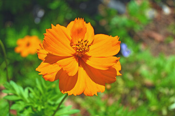 キバナコスモス