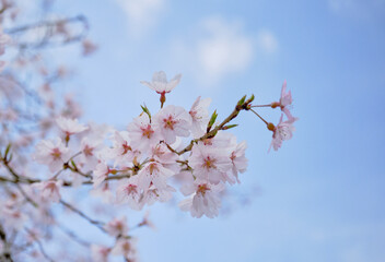 春の穏やかな陽射しに映える綺麗な桜の花