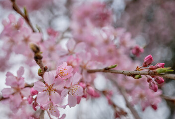 春の穏やかな陽射しに映える綺麗な桜の花