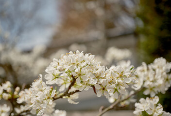 春の穏やかな陽射しに映える綺麗な桜の花