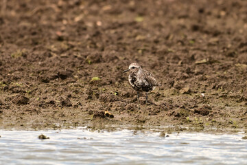 Spring scene of a migrating Black Bellied Plover standing in a flooded agriculutre field 