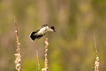 An Eastern Kingbird sits perched on catails in a wetland marsh