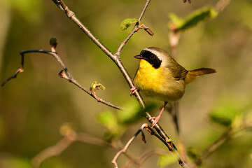 Close up of a colorful Common Yellowthroat Warbler bird