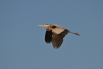 Obraz premium A great blue Heron bird in flight with wings down