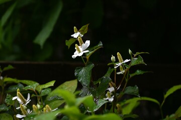Fish mint flowers growing in clusters in the forest. The flowers have a unique smell, but their four bracts are arranged in a crisscross pattern, giving them a pure beauty.