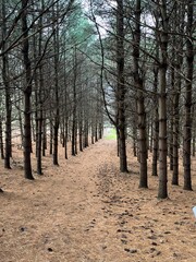 path in the woods pine trees