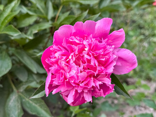 Pink Double Peony Bloom Nestled in Lush Green Foliage