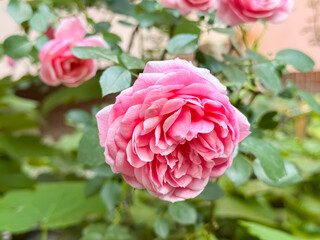 Pink Rose Flower with Bokeh Light Effect Garden Close-Up Photography