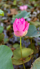 Close-up of a vibrant pink lotus flower bud.