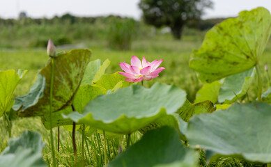 Delicate Pink Lotus Blossom Amidst Lush Green Rice Paddy