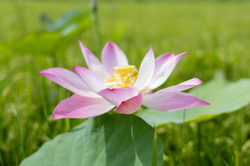 Delicate Pink Lotus Blossom in a Lush Green Field