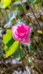 Close-up of a vibrant pink lotus flower in a pond.