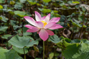 Delicate Pink Lotus Blossom in a Lush Green Field