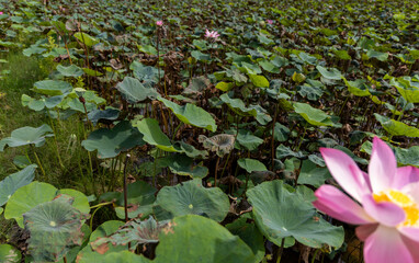 Lush Lotus Pond with Blossoming Pink LotusLush Lotus Pond with Blossoming Pink Lotus