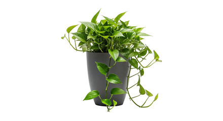 Golden Pothos Vine in Cube Pot PNG – Trailing Indoor Epipremnum Aureum Houseplant