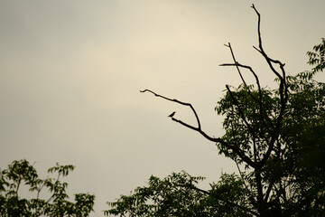 A silhouette of a small sunbird perched on the tip of a bare tree branch against an overcast sky.