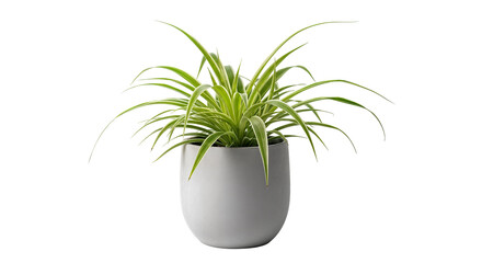Chlorophytum Spider Plant in Pot PNG – Easy Care Indoor Air Purifying Houseplant