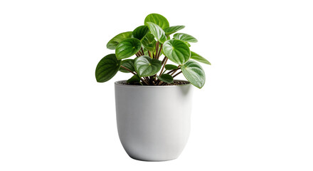 Watermelon Peperomia Plant in Pot PNG – Trendy Indoor Decorative Houseplant Isolated