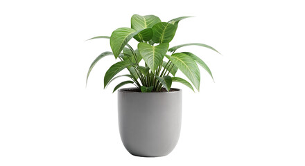 Dracaena Compacta Plant in Modern Pot PNG – Indoor Green Houseplant Isolated