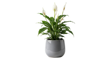 Peace Lily in Round Pot Isolated PNG – Spathiphyllum Elegant Indoor Flowering Plant
