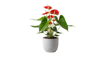 Anthurium Red Flamingo Flower in Pot PNG – Lush Indoor Decorative Tropical Plant
