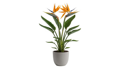 Bird of Paradise Flower Plant Isolated PNG – Exotic Tropical Indoor Pot Plant