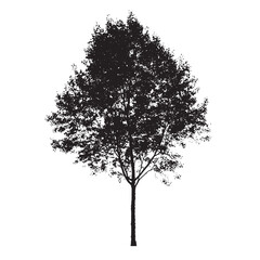 Fototapeta premium Aspen Tree Outline Silhouette Illustration