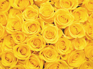 yellow beautiful roses Background. top view. bright image; botanical and floral wallpaper