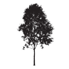 Aspen Tree Profile Silhouette on White