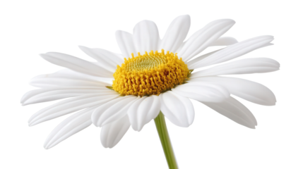Delicate oxeye daisy with narrow white petals, Transparent background, PNG file