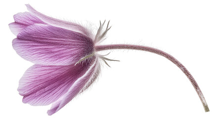Delicate purple pasque flower with fuzzy stem, Transparent background, PNG file
