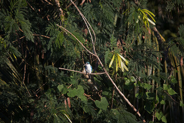 Kingfisher bird on a tree branch on tropical background