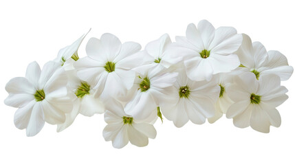 Dramatic white phlox cluster with green center, Transparent background, PNG file