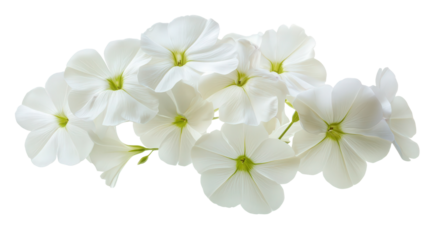 Dramatic white phlox cluster with green center, Transparent background, PNG file