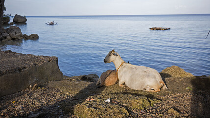 Goat gestation doe lying at the seashore,  float and outrigger Boat in the sea