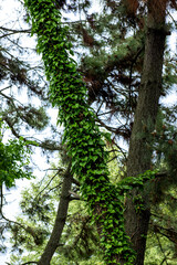 Fototapeta premium The beautiful green forest in the garden.