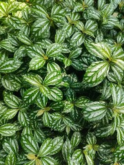 green leaves background