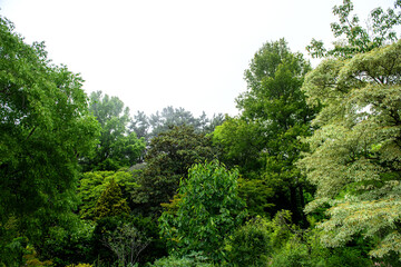 Obraz premium The beautiful green forest in the garden.