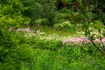 Fototapeta premium The beautiful green forest in the garden.