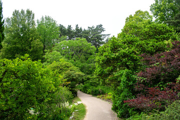 The beautiful green forest in the garden.