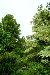 The beautiful green forest in the garden.